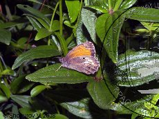 Бархатница климена 001